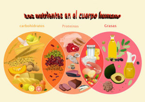 Nutrientes en el cuerpo humano